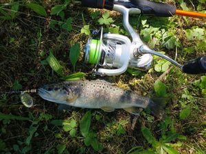 Brown Trout