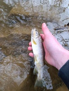 Brown Trout