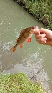 European Perch