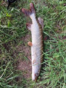 Northern Pike