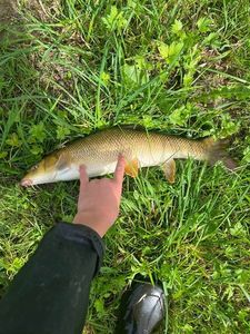 Barbel