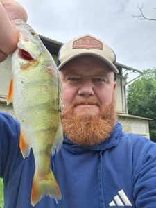 European Perch