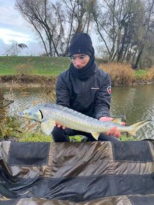 Sturgeon