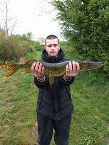 Northern Pike