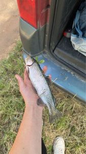 Rainbow Trout