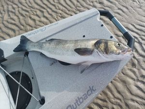 European Bass (Seabass)