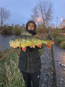 European Perch