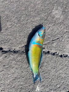Mediterranean Rainbow Wrasse