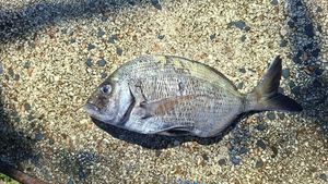 Common Two-banded Seabream