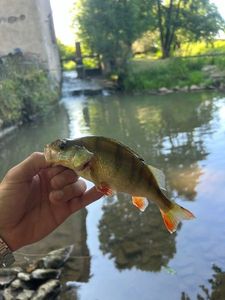 European Perch