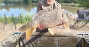 Common Carp