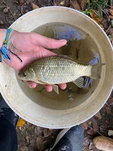 Crucian Carp