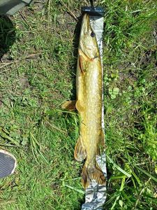 Northern Pike