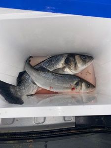 European Bass (Seabass)