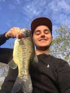 Largemouth Bass