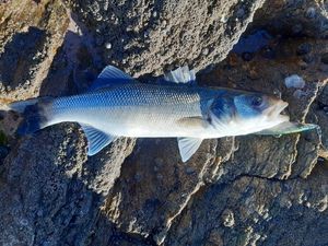 European Bass (Seabass)