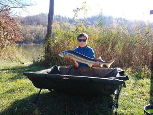 Sturgeon