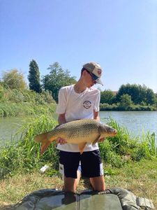 Common Carp