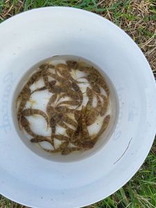 Round Goby