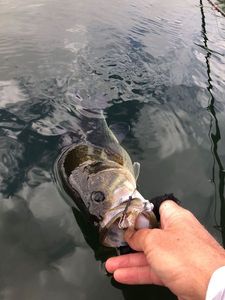 Largemouth Bass