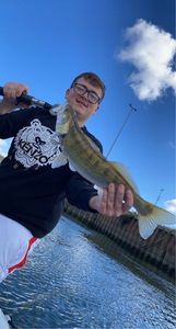 Zander
