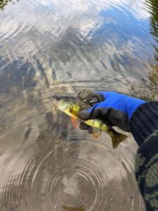 Yellow Perch