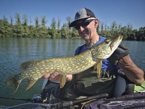 Northern Pike