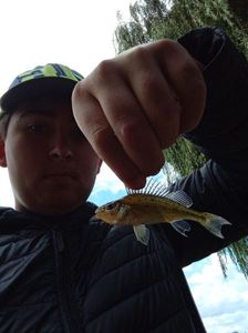 Tench