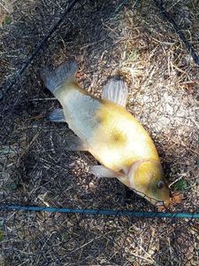 Tench