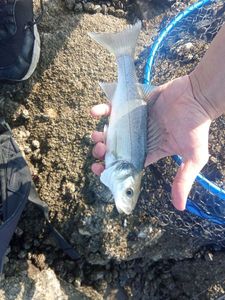 European Bass (Seabass)