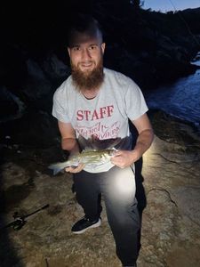 European Bass (Seabass)