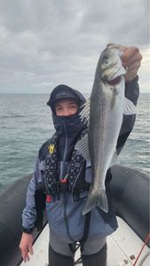 European Bass (Seabass)