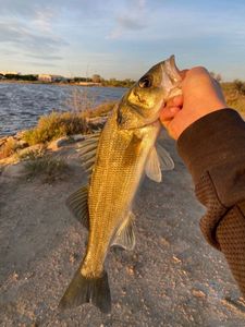 European Bass (Seabass)