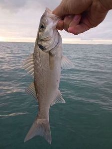 European Bass (Seabass)