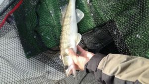 Zander