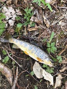 Brown Trout