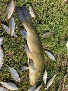 Tench