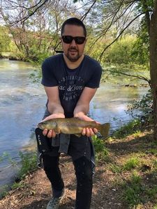 Brown Trout