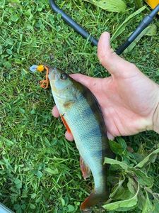 European Perch