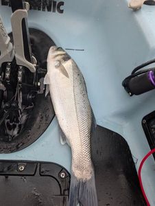 European Bass (Seabass)