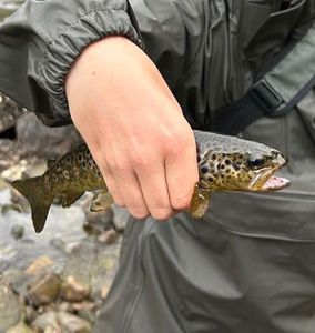Brown Trout
