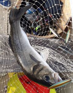 European Bass (Seabass)