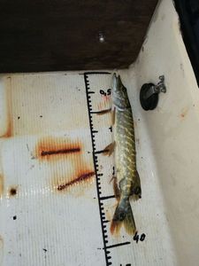 Northern Pike