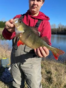 European Perch