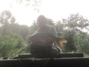 Mirror Carp