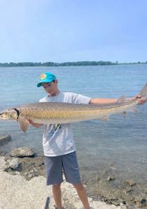Lake Sturgeon