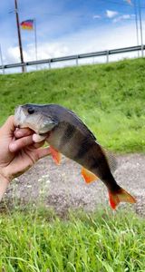 European Perch