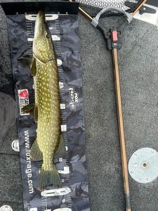 Northern Pike