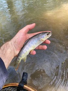 Brown Trout