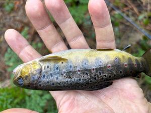Brown Trout